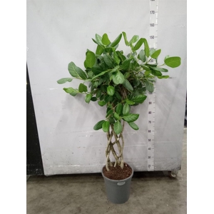 Ficus benghalensis 'Audrey'