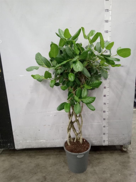 <h4>Ficus benghalensis 'Audrey'</h4>