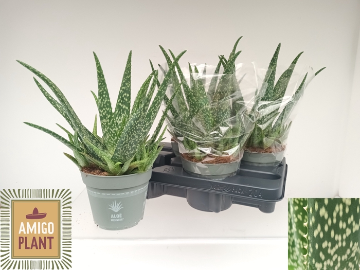 <h4>ALOE VERA</h4>