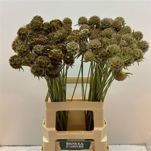 <h4>SCABIOSA STELLATA ZD</h4>