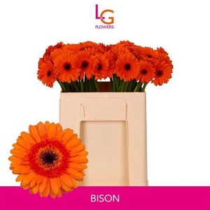 Ge Mi Bison