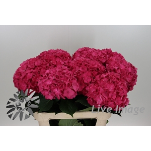 Hydrangea rodeo red