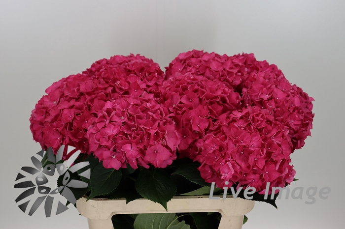 <h4>Hydrangea rodeo red</h4>