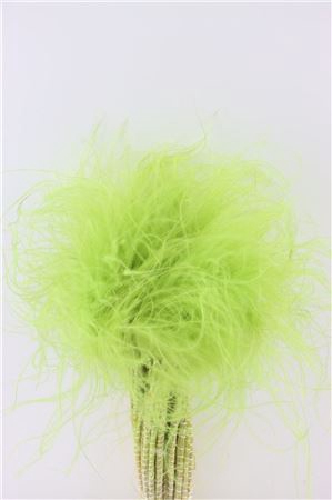 <h4>Dried Stypha Penata Light Green Bunch</h4>