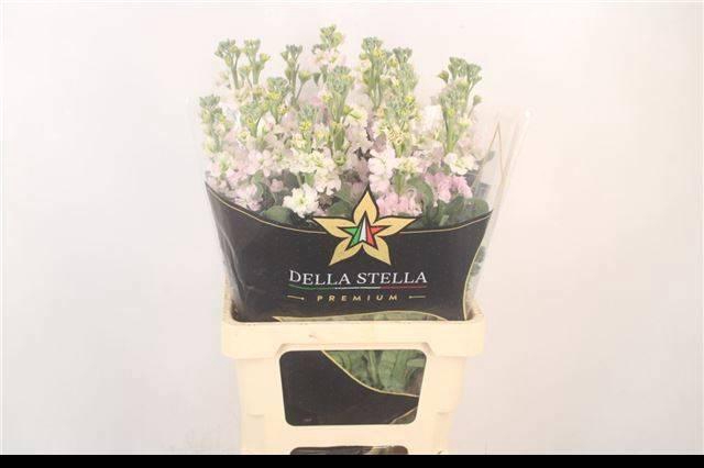 <h4>MATTH STOX SILVER</h4>