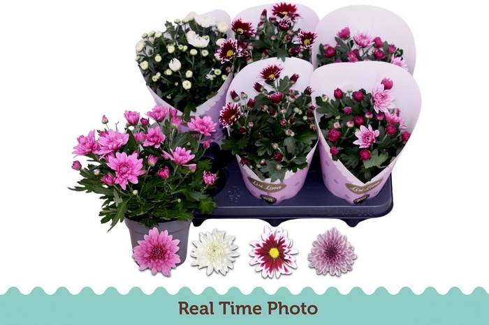 <h4>CHR GEMENGD</h4>