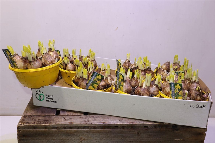 <h4>arr8 Narc O Tete A Tete</h4>