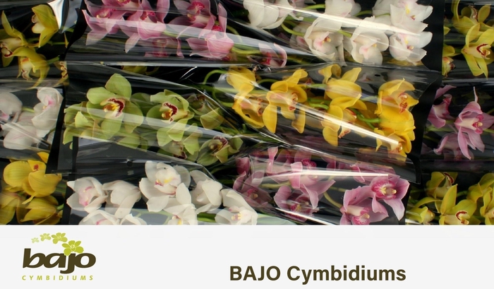 <h4>CYMB T GEM</h4>
