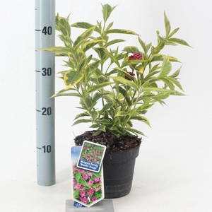 Weigela florida 'Brigela' PBR