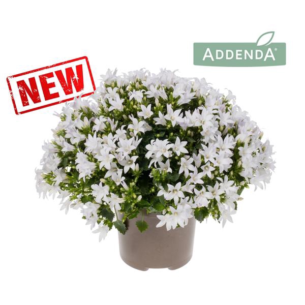 <h4>Campanula Ambella® Intense White</h4>