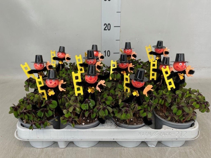 <h4>Oxalis deppei</h4>