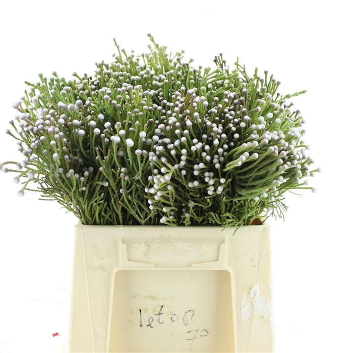 <h4>Brunia Noduliflora Spray</h4>