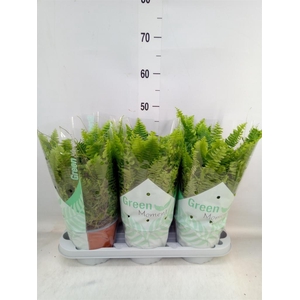 Nephrolepis exal. 'Green Moment'