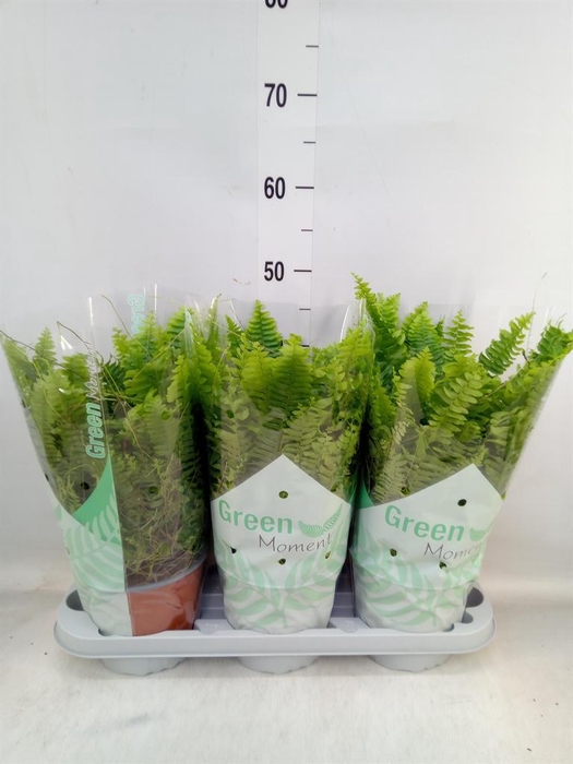 <h4>Nephrolepis exal. 'Green Moment'</h4>