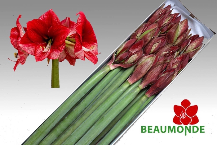 <h4>HIPP GA MAESTRO</h4>