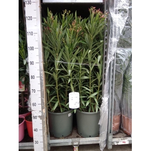 Nerium oleander   ...