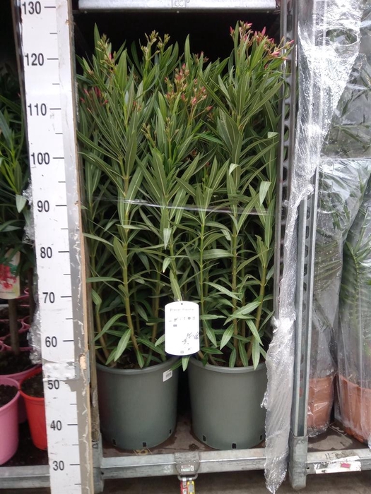<h4>Nerium oleander   ...</h4>