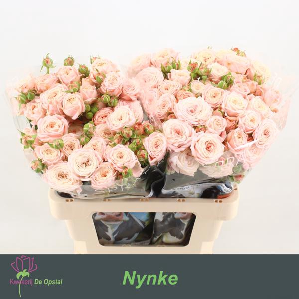 <h4>R Tr Nynke Opstal</h4>