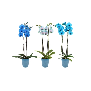 Polystone Wave Light Blue Phal I Am Mix 2T14+