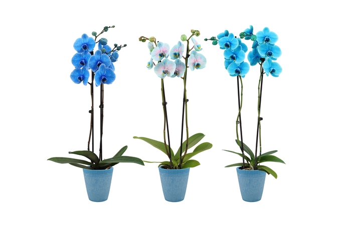 <h4>Polystone Wave Light Blue Phal I Am Mix 2T14+</h4>