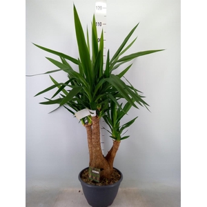 Yucca elephantipes   ...