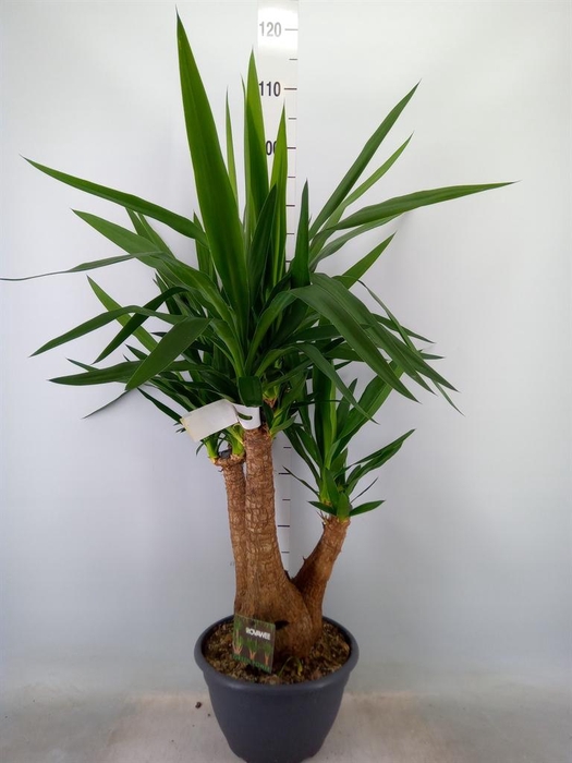 <h4>Yucca elephantipes   ...</h4>