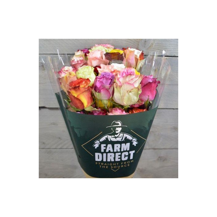 <h4>R Gr Rainbow</h4>