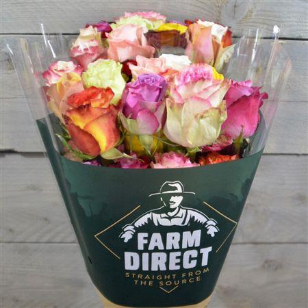 <h4>R Gr Rainbow</h4>