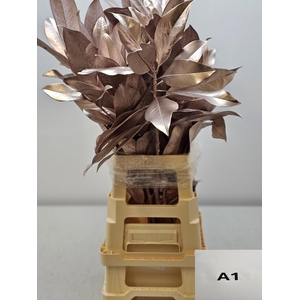 MAGNOLIA METAL CHAMPAGNE PB