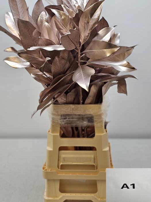 <h4>MAGNOLIA METAL CHAMPAGNE PB</h4>