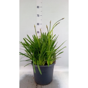 Agapanthus TR 'Dr. Brouwer'