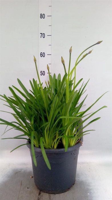 <h4>Agapanthus TR 'Dr. Brouwer'</h4>
