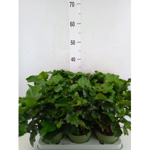 Hibiscus rosa-sin.   ...