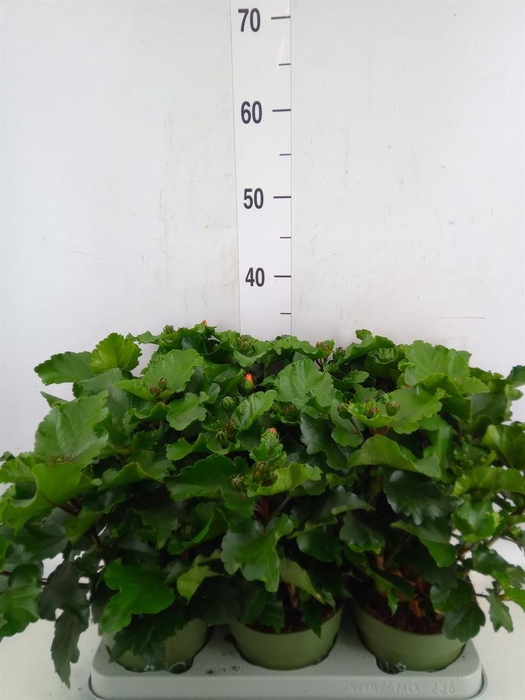 <h4>Hibiscus rosa-sin.   ...</h4>