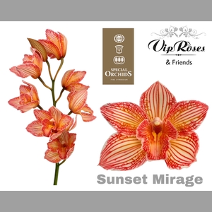 CYMB DYED SUNSET MIRAGE