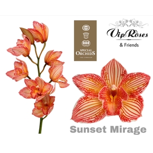 Cymb Dyed Sunset Mirage