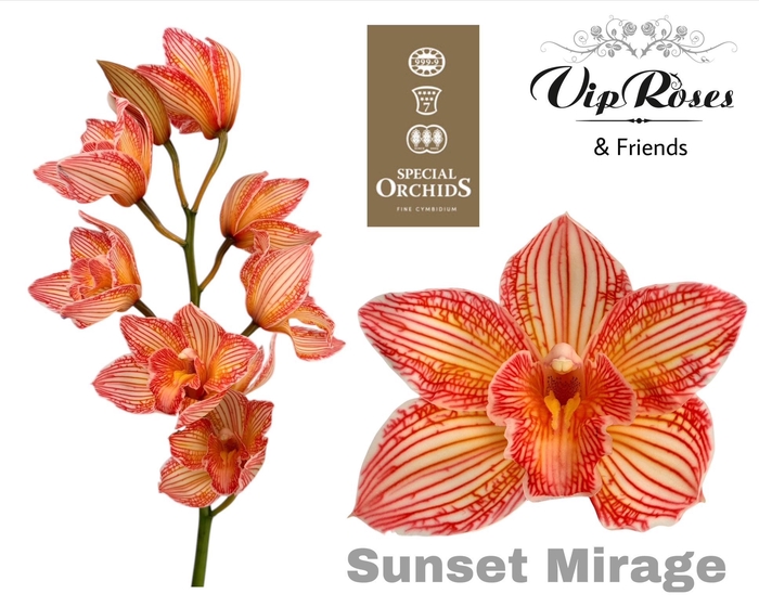 <h4>CYMB DYED SUNSET MIRAGE</h4>