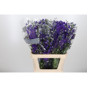 Delphinium El Jewel