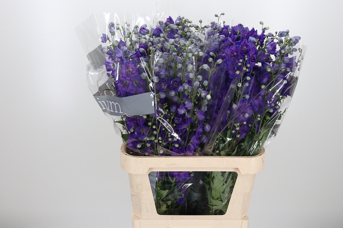 <h4>Delphinium El Jewel</h4>