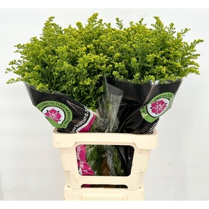 Solidago Golden Glory