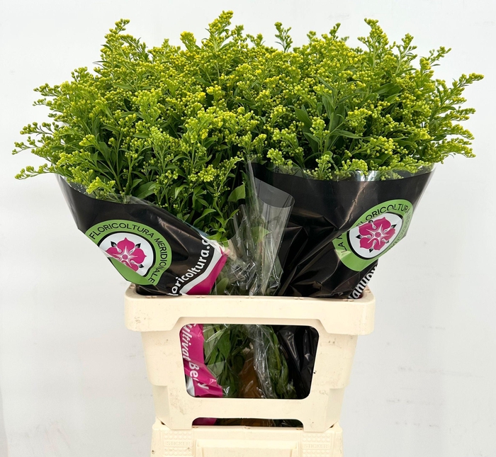 <h4>Solidago Golden Glory</h4>