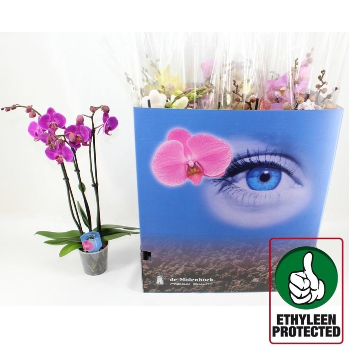 <h4>PHAL MIX 3 TAK</h4>