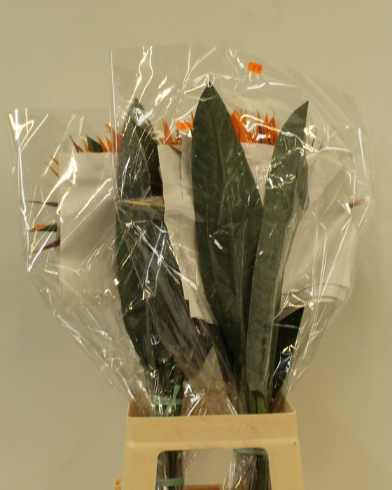 <h4>STREL REGINAE BLOEM</h4>