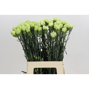 DI ST OVERIG DIANTHUS ST GREEN GREE