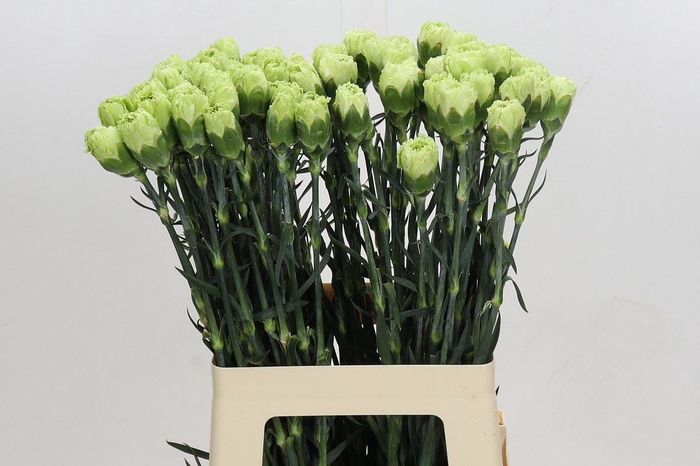 <h4>DI ST OVERIG DIANTHUS ST GREEN GREE</h4>