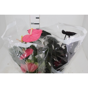 ANTHURIUM VARIADO P17