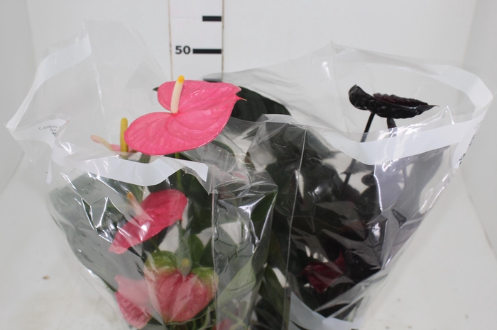<h4>ANTHURIUM VARIADO P17</h4>