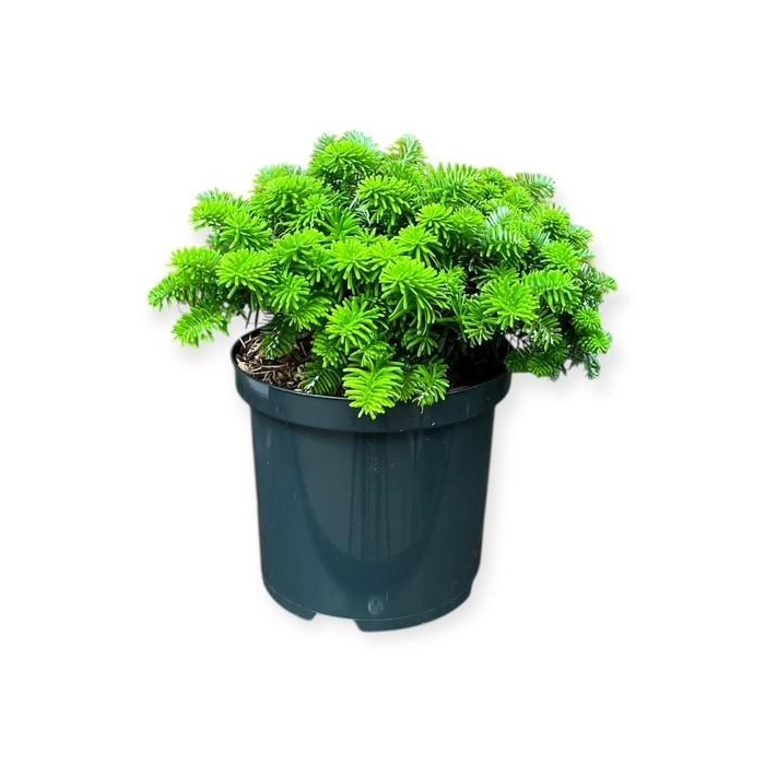 <h4>Abies k. 'Brillant'</h4>