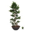 Ficus Mi Ginseng etiketten Etage