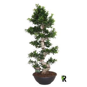Ficus Mi Ginseng etiketten Etage